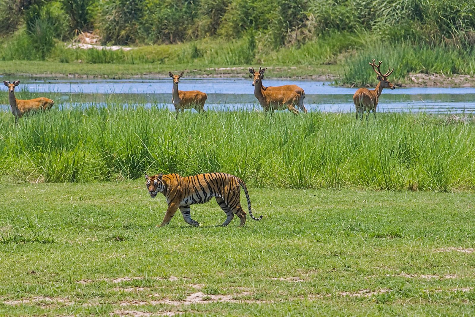 Jeep safari in Bardiya National Park
